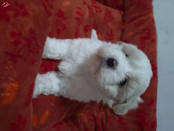 A Kalite Maltese Bebekler