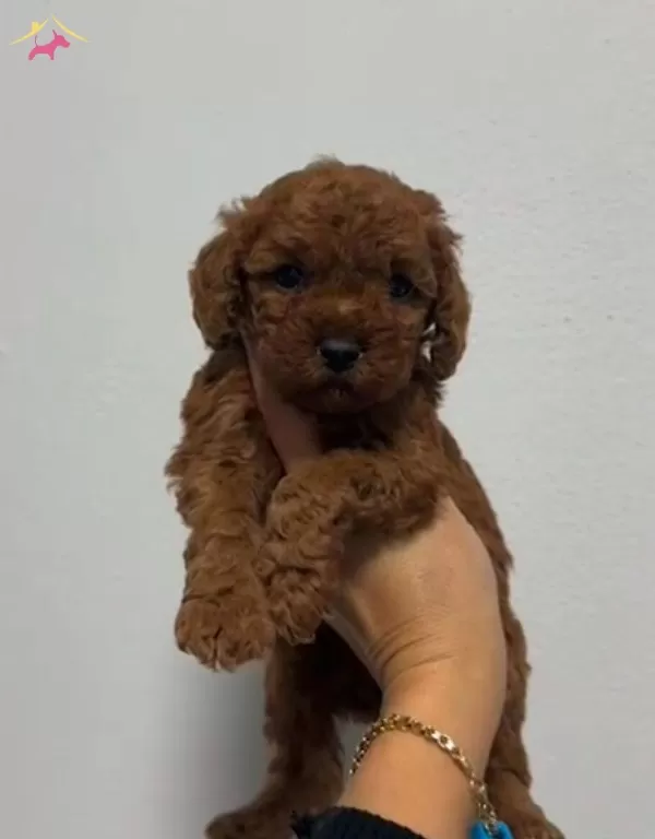 Toy Poodle Sevimli Yavrular