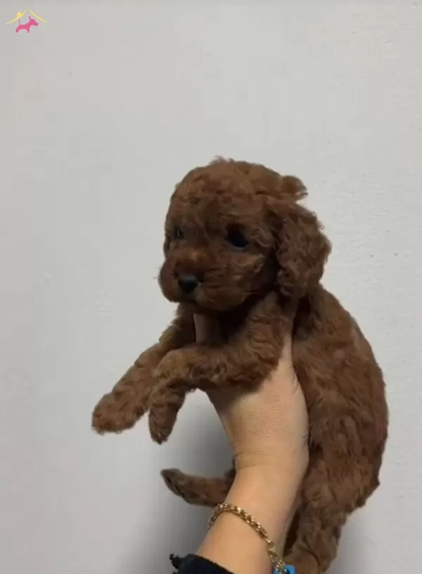 Toy Poodle Sevimli Yavrular