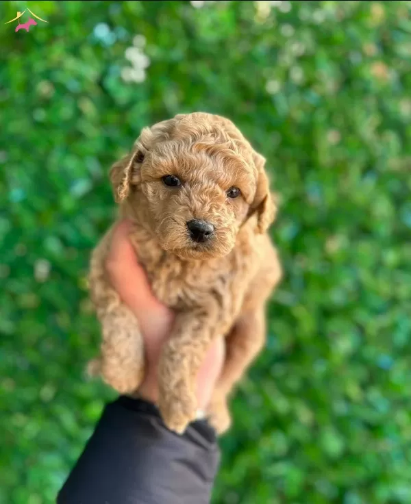 Sevimli Maltipoo Cinsi Yavrular