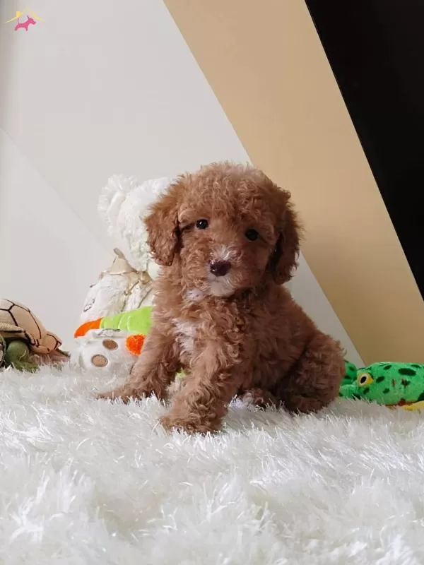 Toy Poodle Sevimli Yavrular