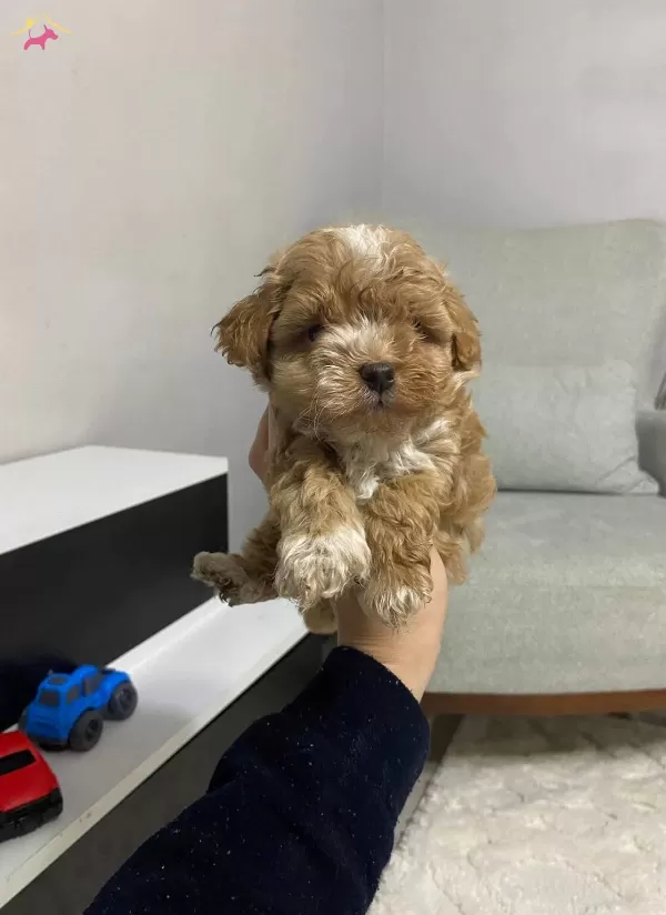 Maltipoo Cinsi Ev Uretimi Yavrular