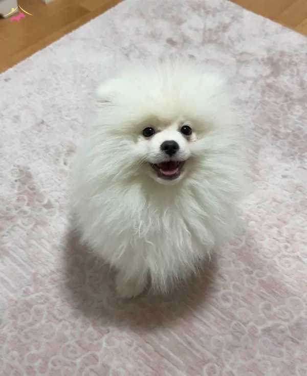 Asıları Tam Kucak Kopegi 4 Aylık Pomeranian