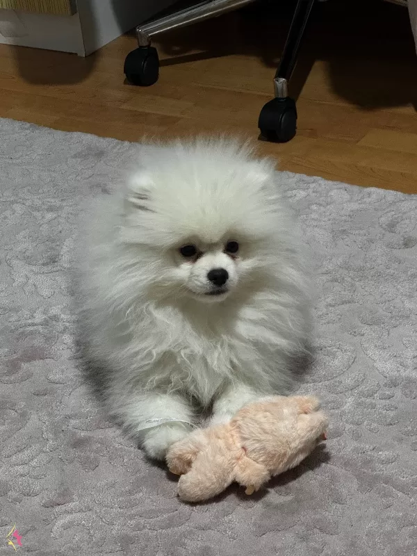 Asıları Tam Kucak Kopegi 4 Aylık Pomeranian