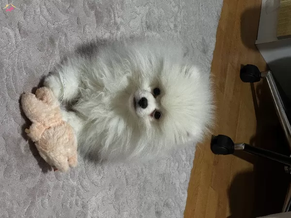 Asıları Tam Kucak Kopegi 4 Aylık Pomeranian
