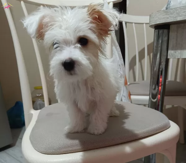 Maltese Kopek Ilanı