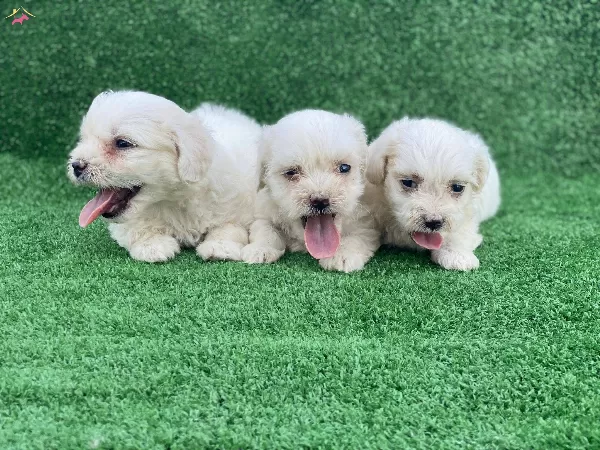A Kalite Maltese Terrier Yavrular