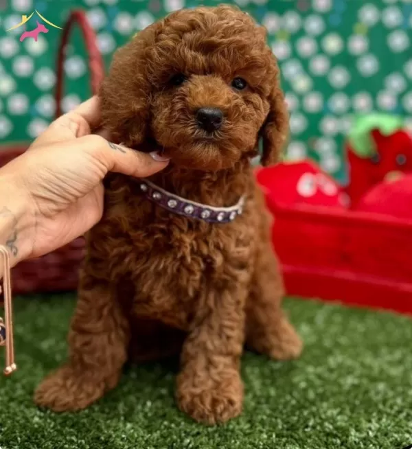 Orijinal Toy Poodle Bebekler