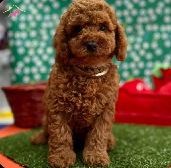Orijinal Toy Poodle Bebekler
