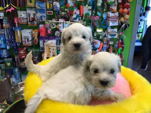 Kar Beyaz Irk Garantili Tea Cup Maltese Terrier Yavruları