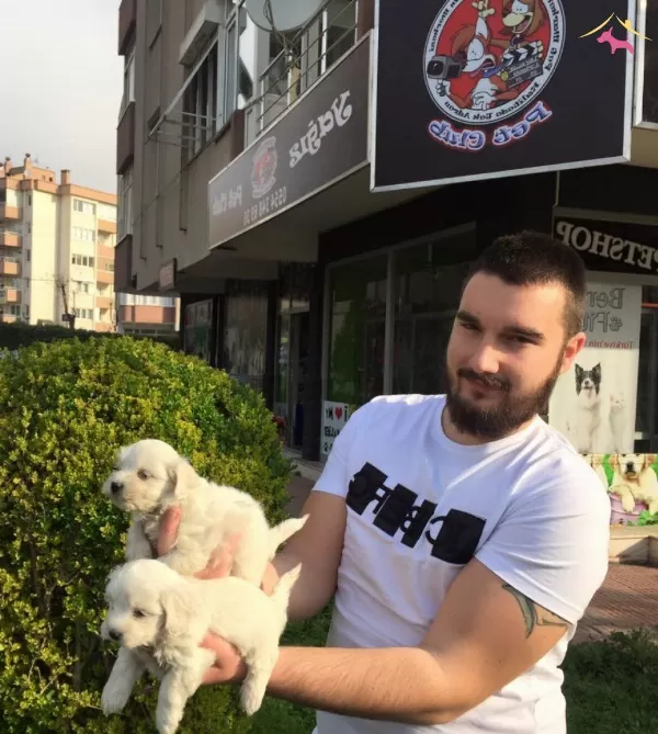 Kar Beyaz Irk Garantili Tea Cup Maltese Terrier Yavruları