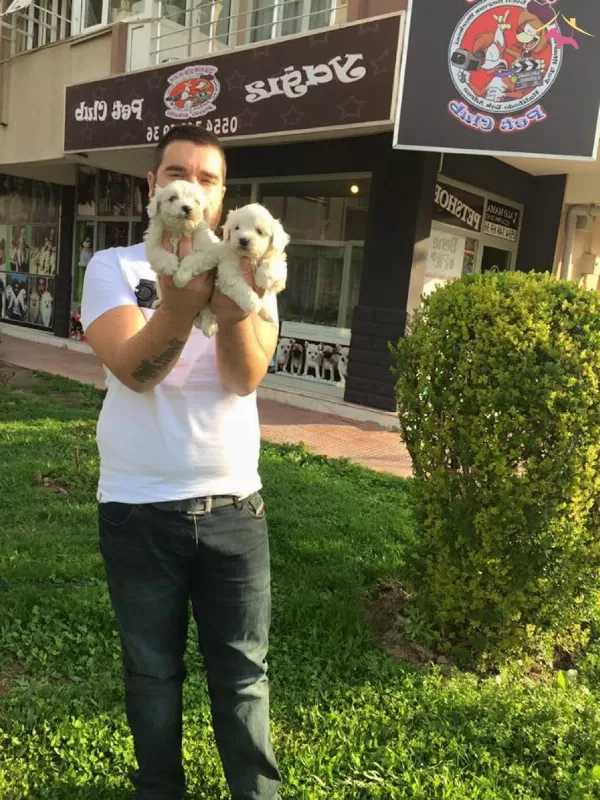 Kar Beyaz Irk Garantili Tea Cup Maltese Terrier Yavruları