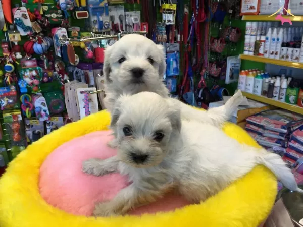 Kar Beyaz Irk Garantili Tea Cup Maltese Terrier Yavruları