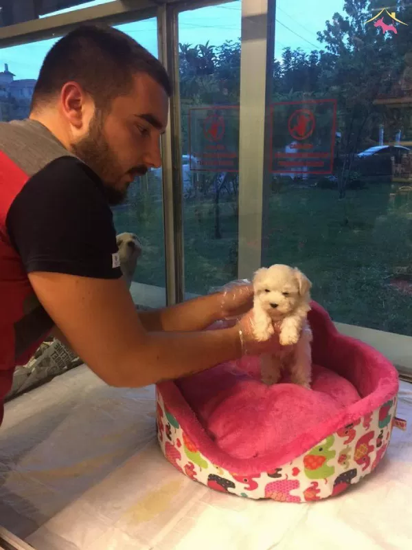 100 Safkan Kar Beyaz Maltese Terrer Yavruları