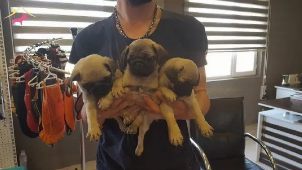 Irk Garantili Pug Yavruları Puppy Pet Evinde