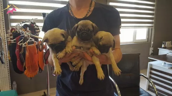 Irk Garantili Pug Yavruları Puppy Pet Evinde