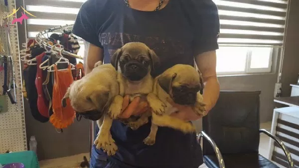 Irk Garantili Pug Yavruları Puppy Pet Evinde