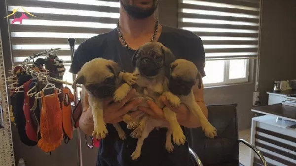 Irk Garantili Pug Yavruları Puppy Pet Evinde