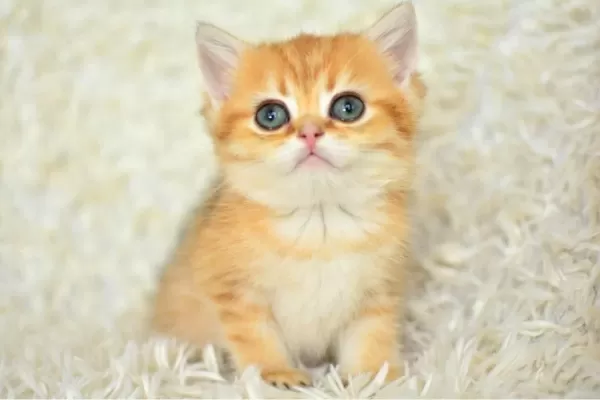 Golden Ny11 British Shorthair Yavrumuz