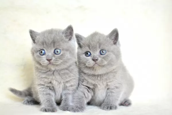Küt Kafa Gri British Shorthair