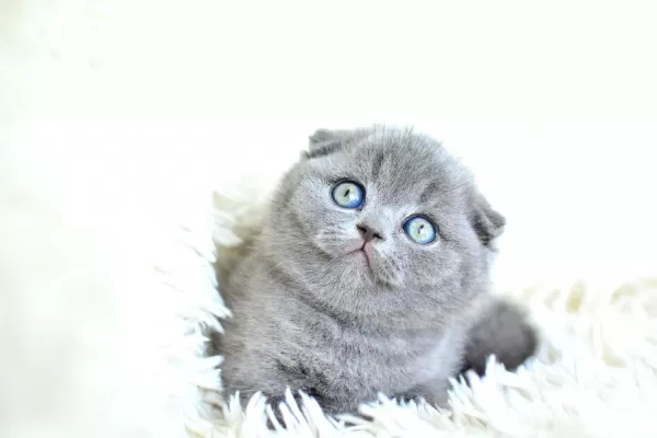 Muhteşem Top Kafa Gri Scottish Fold Yavrumuz