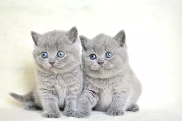 Kut Kafa Gri British Shorthair Yavrularımız