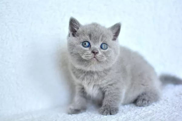 Top Kafa Gri British Shorthair Yavrumuz