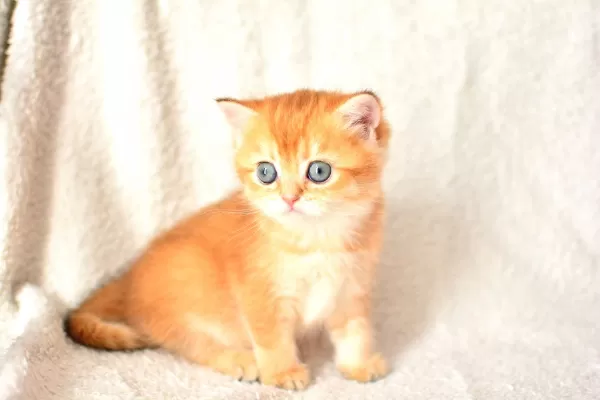 Şampiyon Soyundan Ny11 Golden British Shorthair