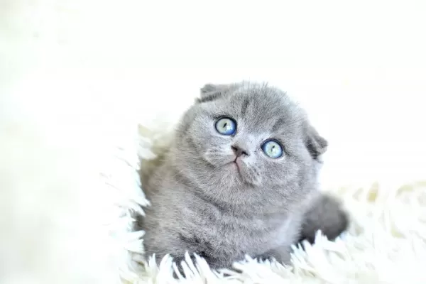 Muhteşem Top Kafa Gri Scottish Fold