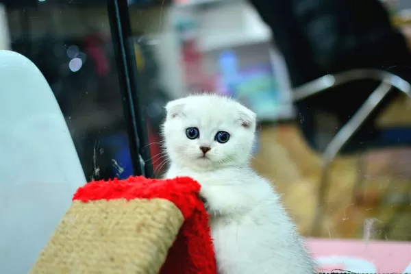 Muhteşem Yüz Hattına Sahip Silver Scottish Fold