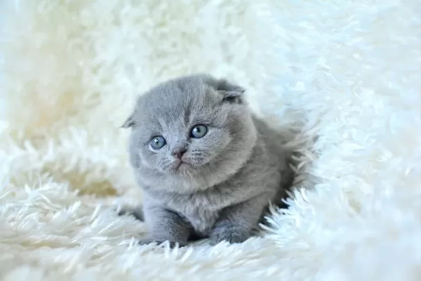 Muhteşem Top Kafa Gri Scottish Fold