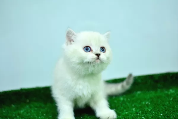 Mas Mavi Gözlü Muhteşem British Shorthair