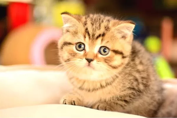 En Kaliteli Black Golden Ny24 British Shorthair