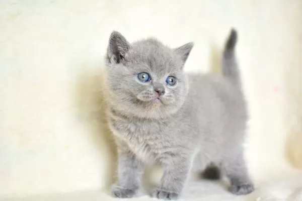 Küt Kafa Gri British Shorthair