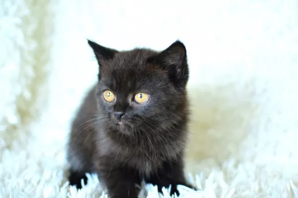 Göz Alıcı Koyu Kahve Rengi İle British Shorthair