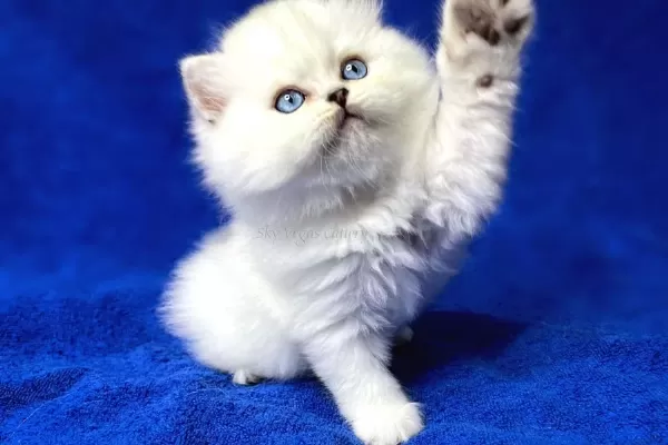 İpek Tüylü NS1133 British Longhair