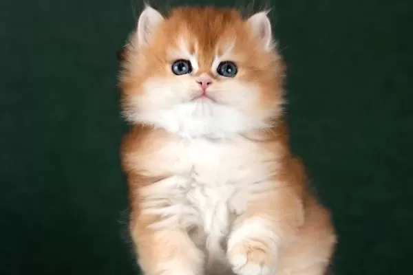 MUHTEŞEM KALİTEDE GOLDEN BRİTİSH LONGHAİR