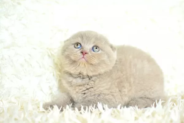 Topac Kafa Lilac Scottish Fold