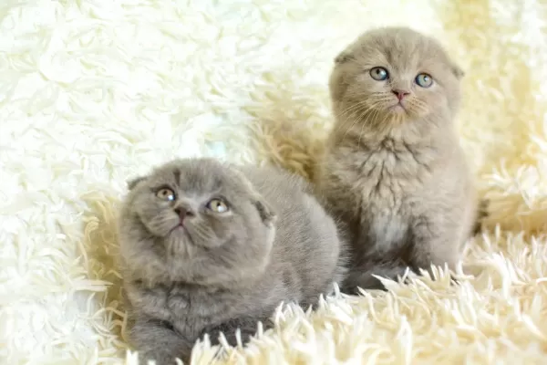 Persenses Gibi Ns1133 British Shorthair Yavrumuz
