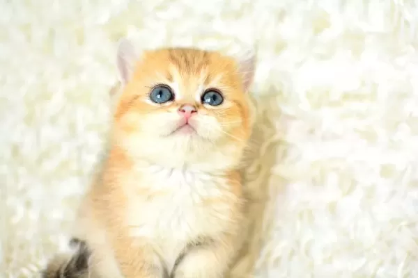 Sampiyon Soyundan Ny11 Golden British Shorthair