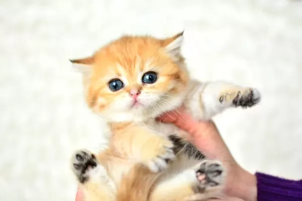 Sampiyonluk Soyundan Ny11 Golden British Shorthair