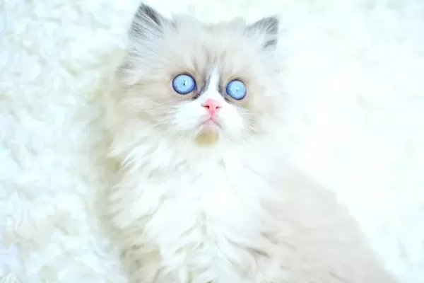 MAS MAVİ GÖZLÜ RAGDOLL YAVRUMUZ