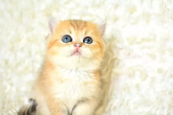 Şampiyon Soyundan Ny 11 Golden British Shorthair