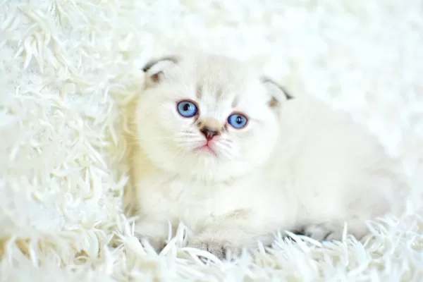 Yok Böyle Güzellikte Silver Scottish Fold