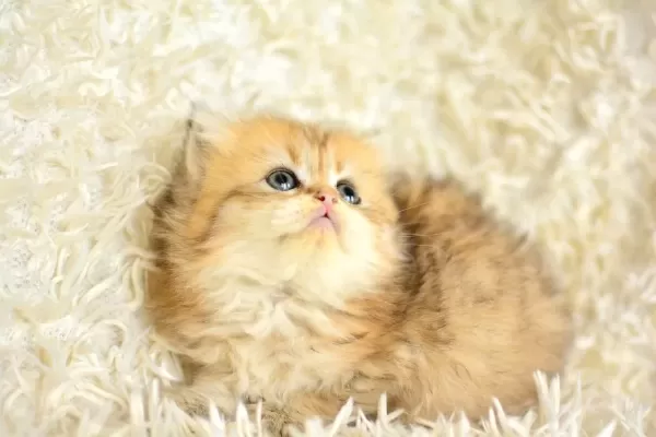 Show Kalite Golden NY25 British Longhair