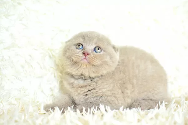 Topaç Kafalı Lac Scottish Fold