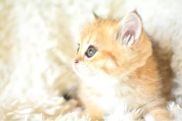Şampiyon Soyundan Golden Ny11 British Shorthair
