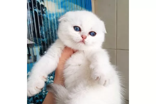 Bebişim Silver Scottish Fold