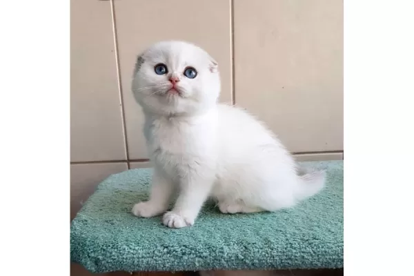 Bebişim Silver Scottish Fold