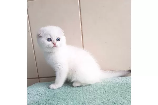 Bebişim Silver Scottish Fold